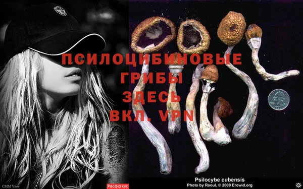мяу мяу мука Аркадак